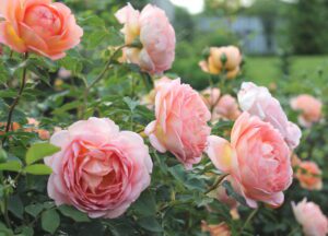 Roses in Bloom