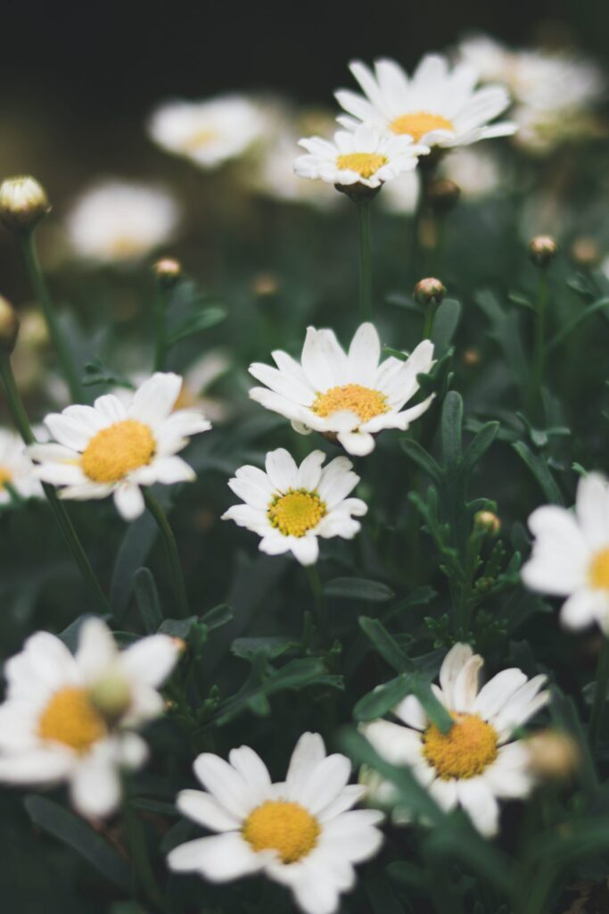 Best Summer Flowers to Plant in Your Kensington Garden