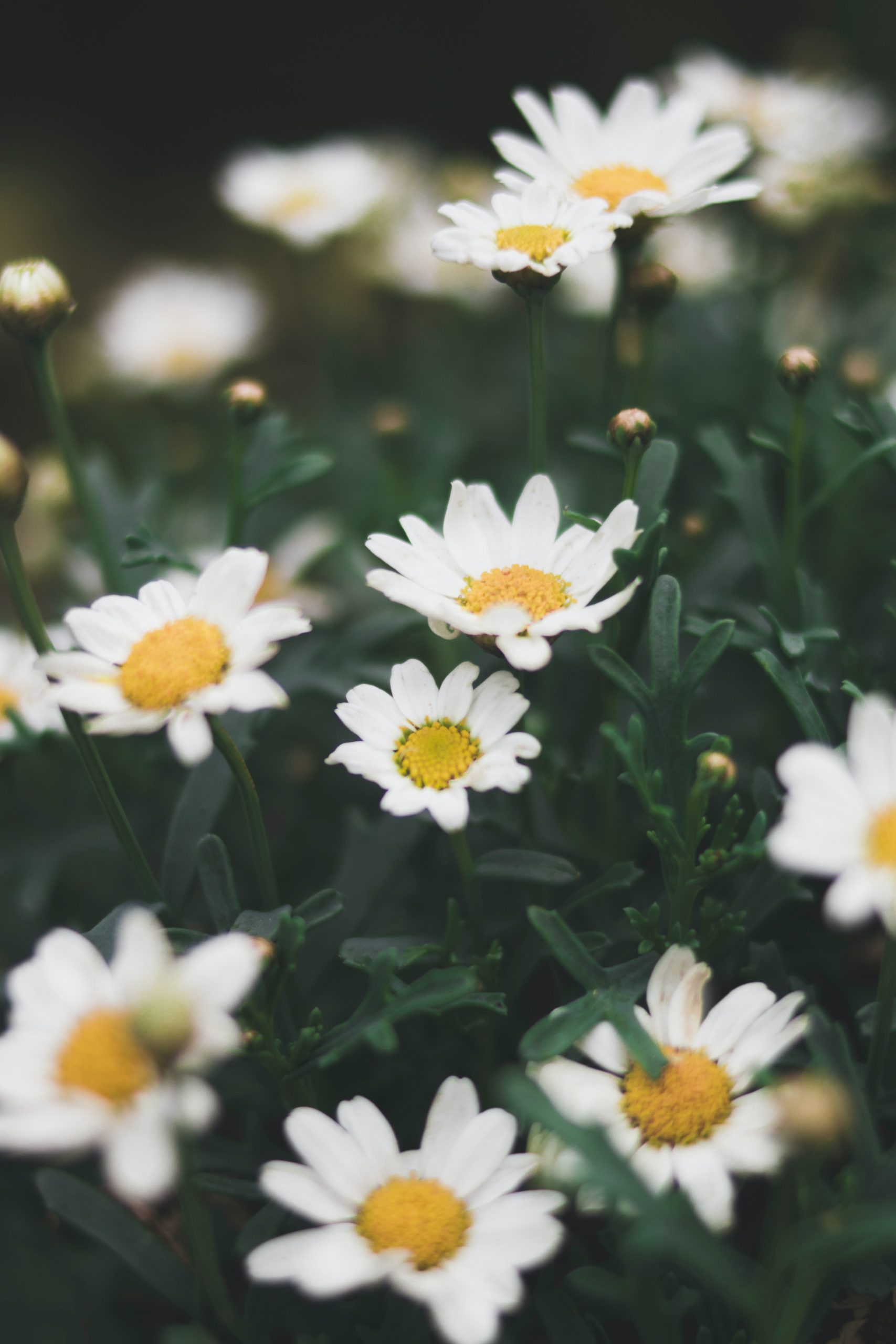 6 Best Summer Flowers to Plant in Your Kensington Garden