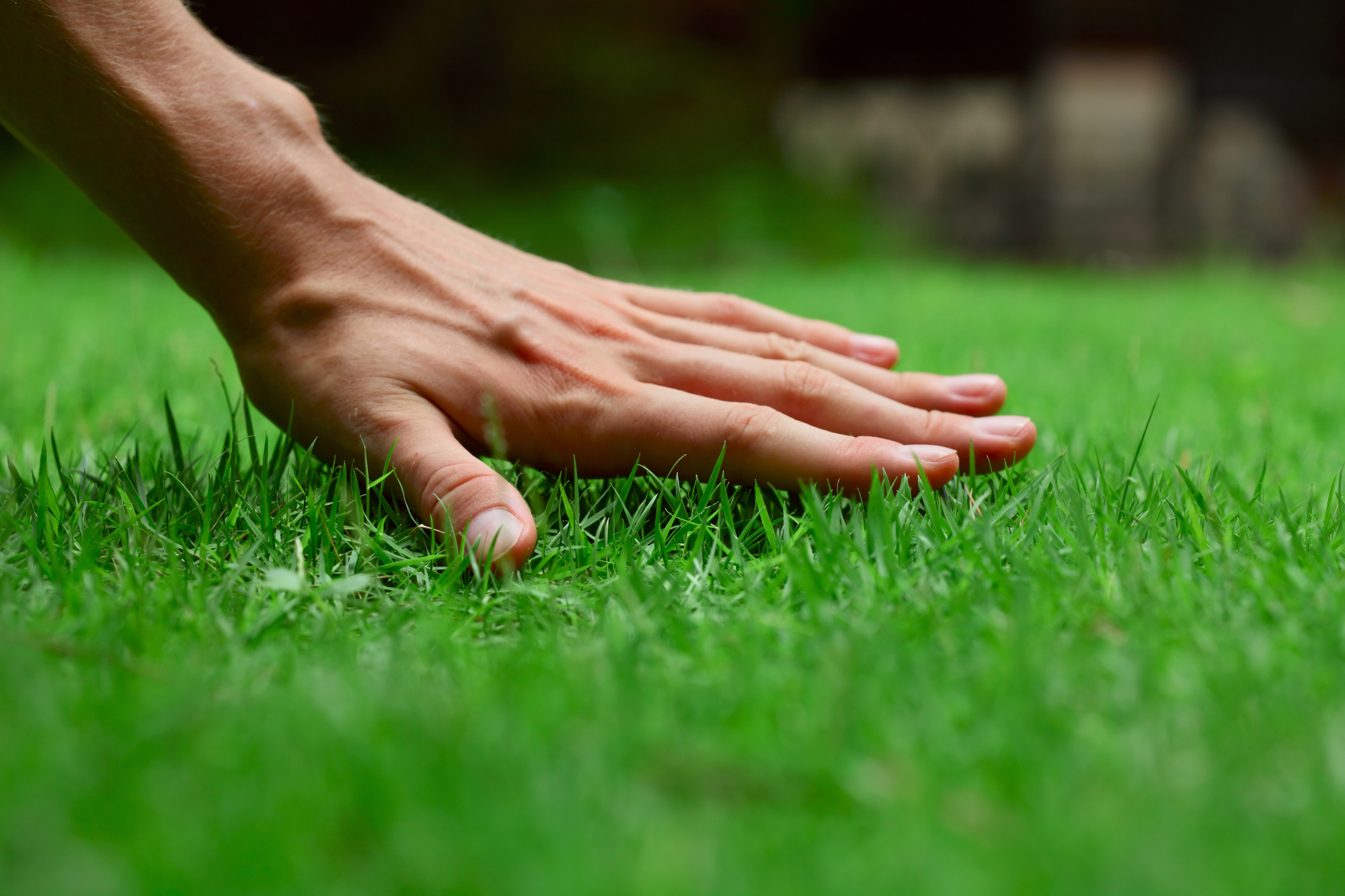 Lawn Maintenance vs Turfgrass Management. Which Do I Need?