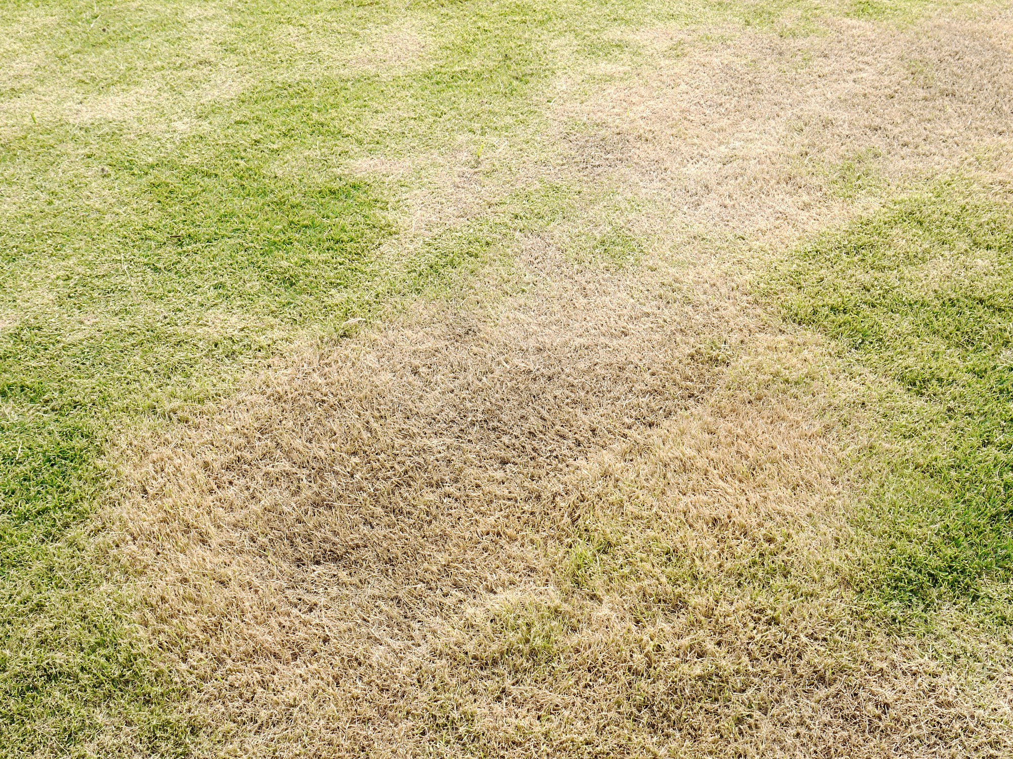 6 Common Lawn Care Mistakes and How to Avoid Them