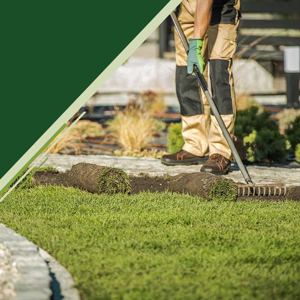 Man rolls out new sod patches in yard