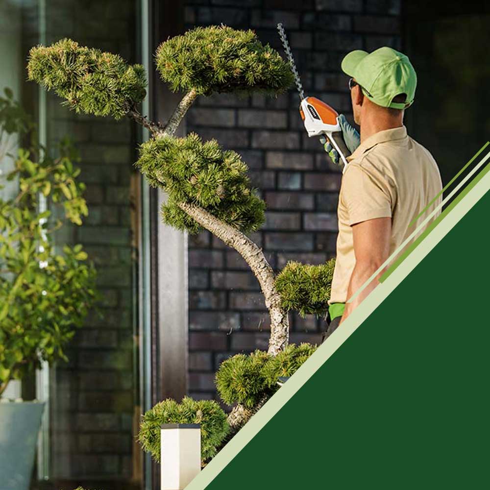 Man trims ornamental tree by front door in Kensington, MD