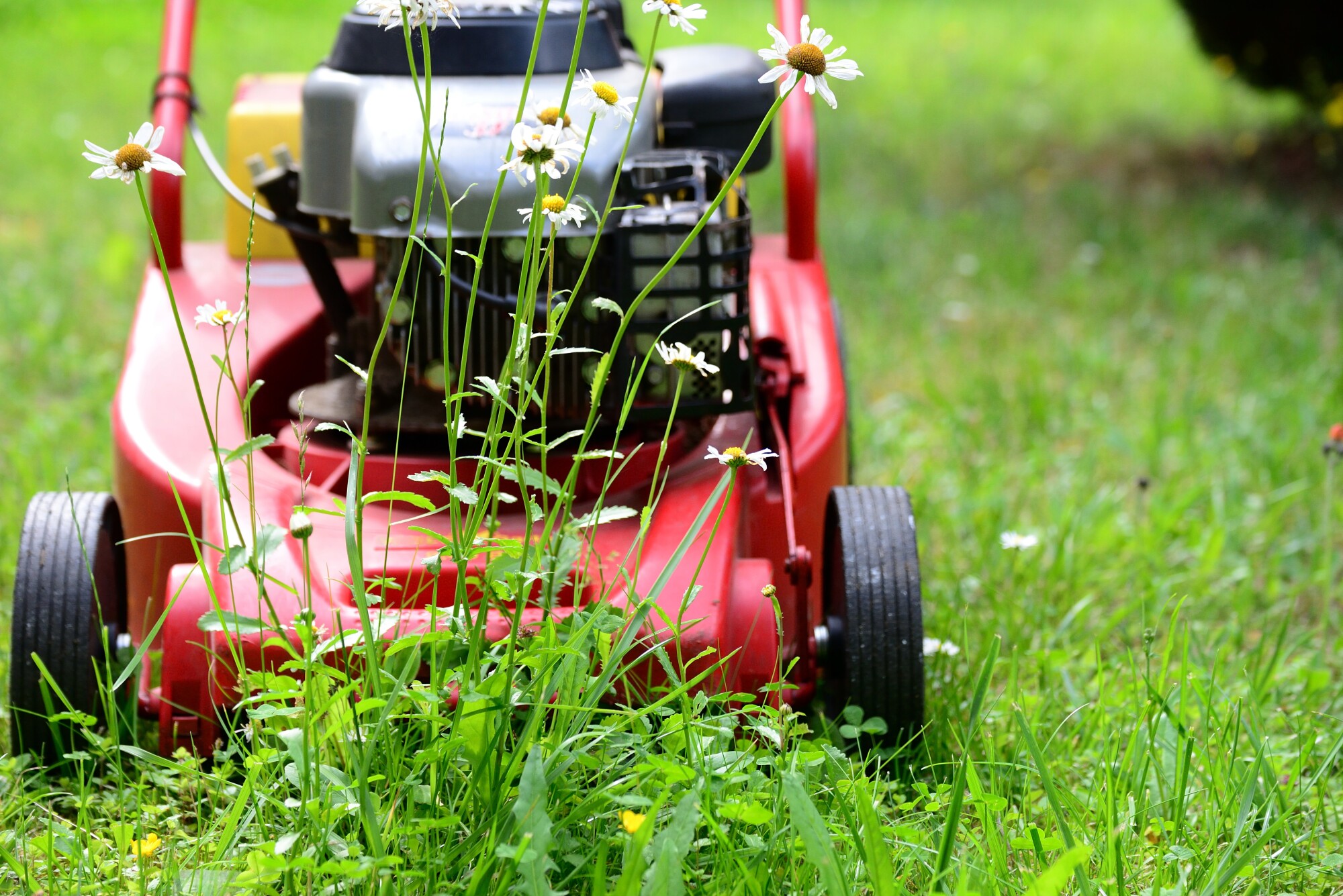 How to Find the Best Residential and Commercial Lawn Care Service in Bethesda, MD