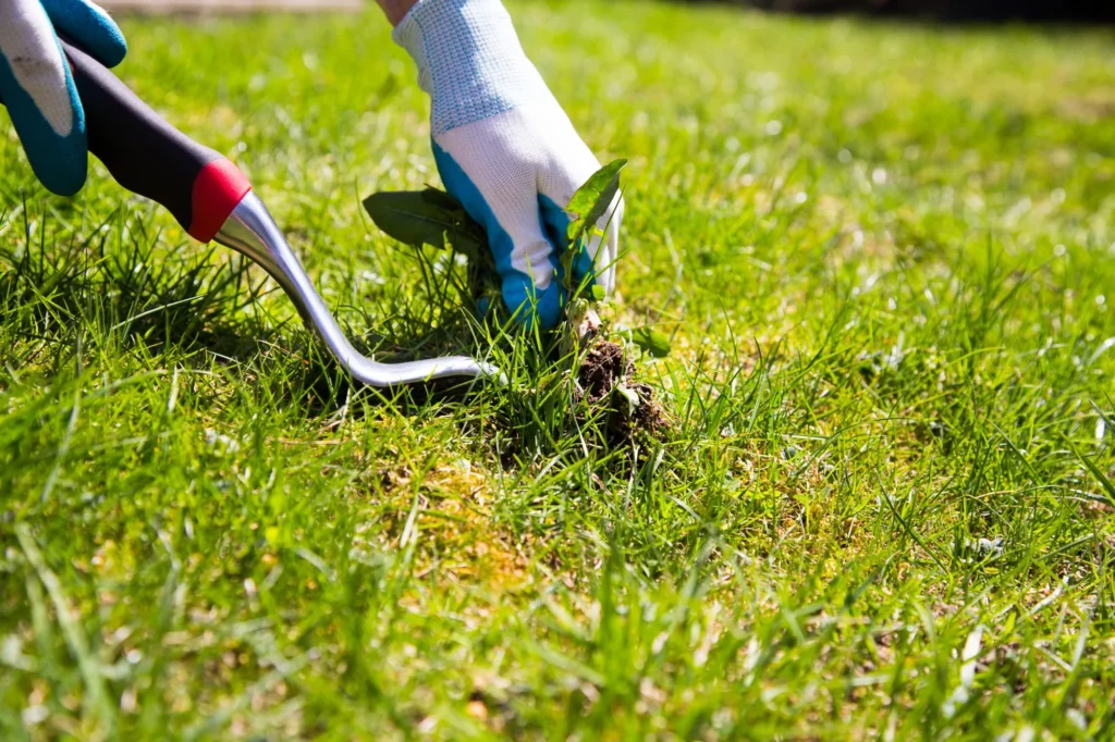 weed control services
