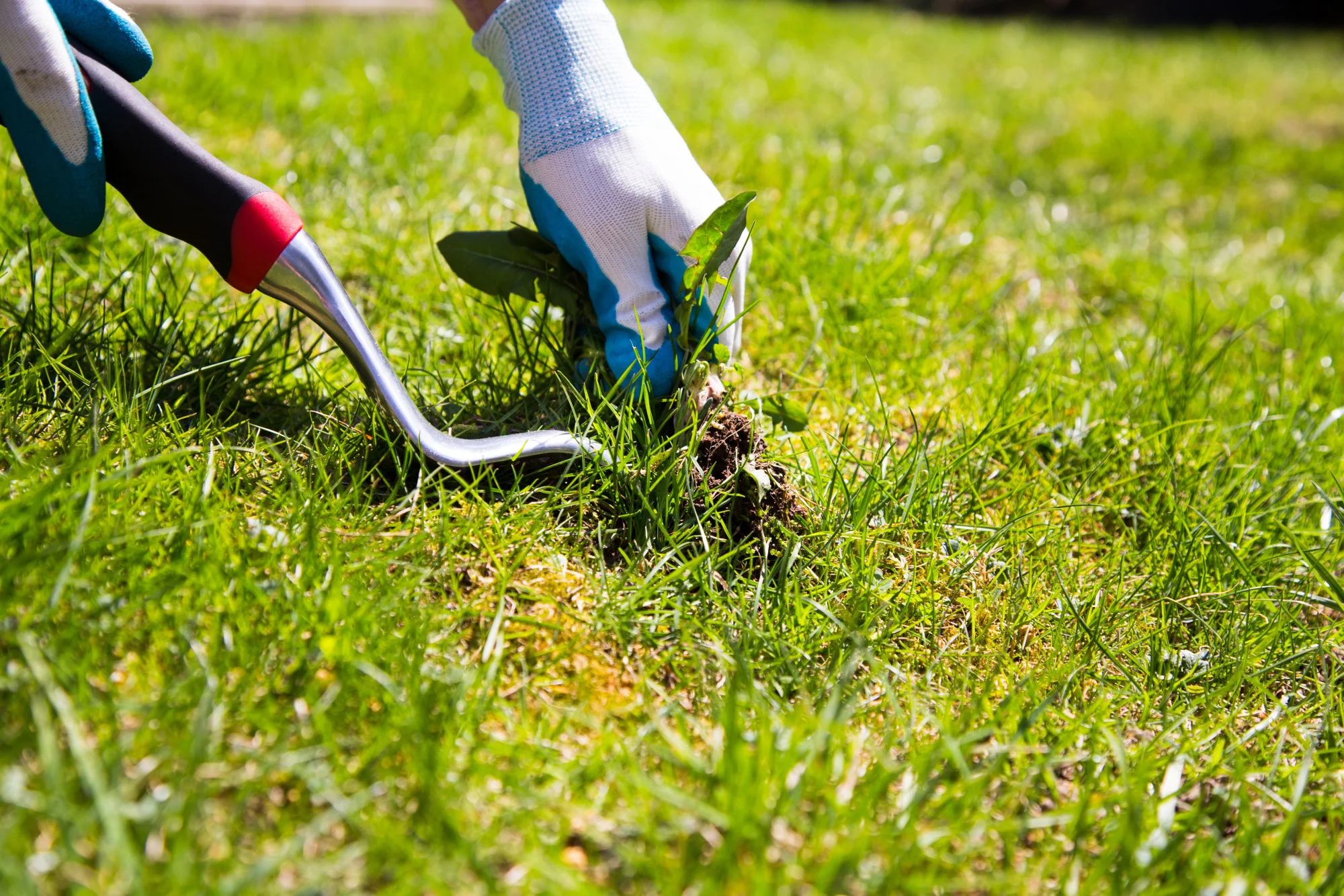 Summertime Yard Maintenance: The Benefits of Professional Weed Control Services in Bethesda, MD