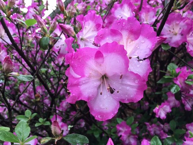 Why Regular Lawn Mowing is the Key to a Healthy Lawn